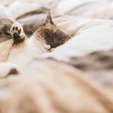 「【API Client】InsomniaでAPIの動作確認を楽にしよう」のアイキャッチ画像