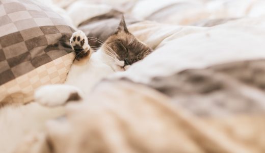 【API Client】InsomniaでAPIの動作確認を楽にしよう
