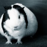 「【CentOS】6から8へ環境移行したら色々と変わってた」のアイキャッチ画像