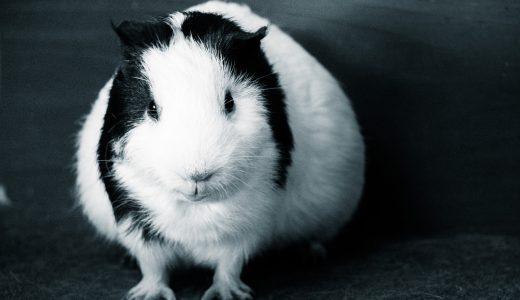 【CentOS】6から8へ環境移行したら色々と変わってた
