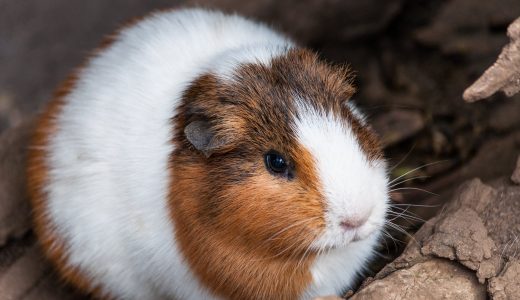 【WordPress】ファイルアップロードできない時の対処方法