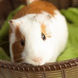 「【ColdFusion】cfdumpの使い方について(そこそこ詳しく)」のアイキャッチ画像